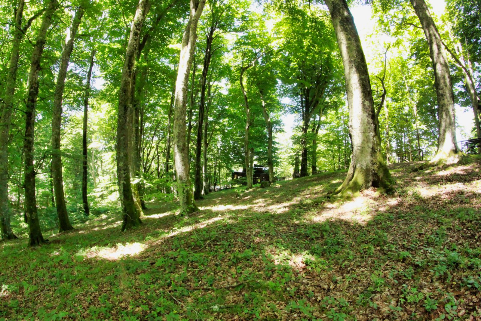 faggeta vetusta del monte cimino