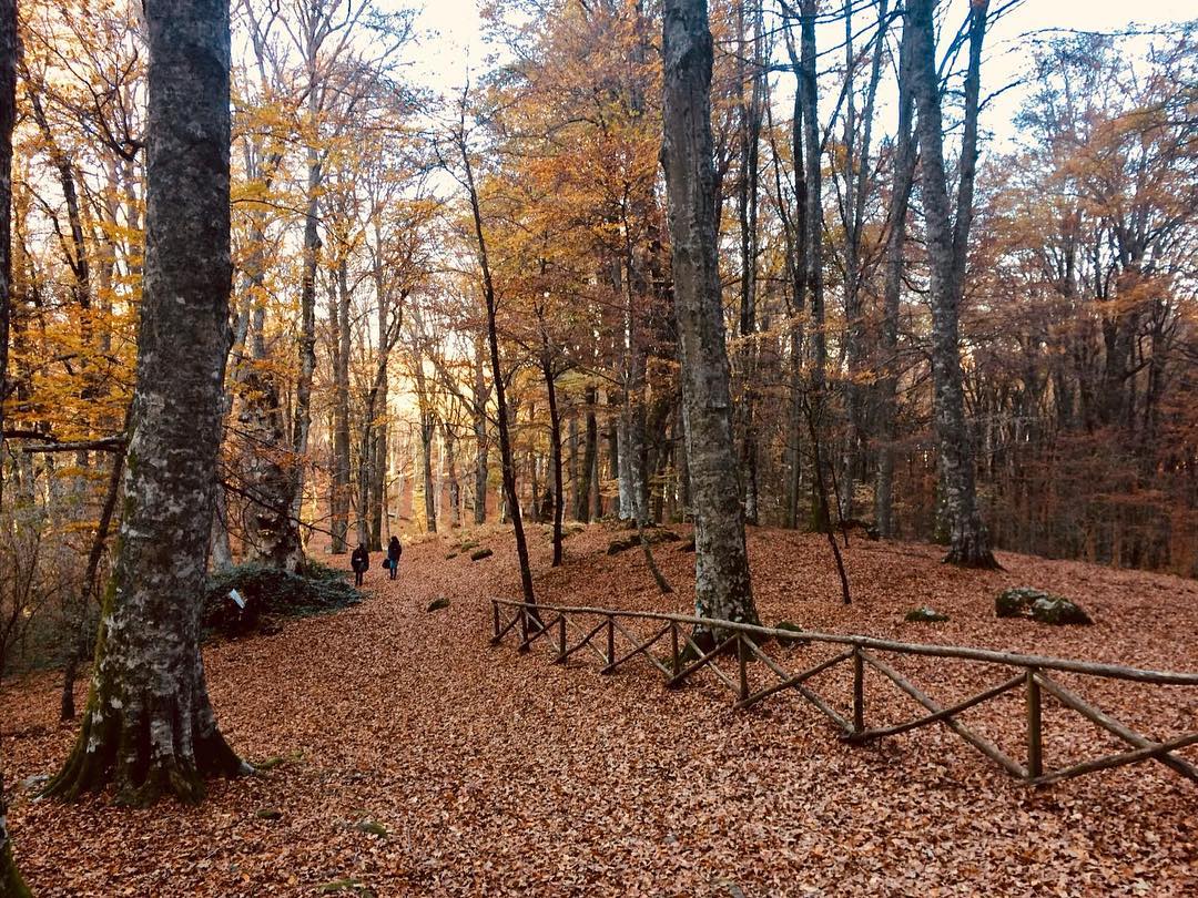 Bosco autunnale con foglie cadute e persone che camminano.