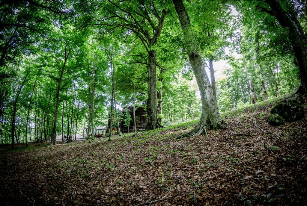 Foresta verde con una casa di legno tra gli alberi.