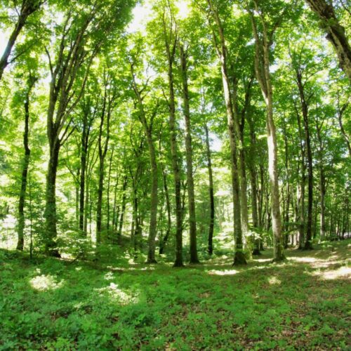 Foresta verde lussureggiante con alberi alti e luminosit&agrave;.