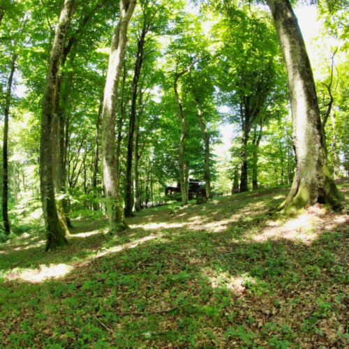 Foresta con alberi alti e luce solare diffusa.