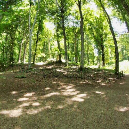 Sentiero nel bosco con alberi e recinzione di legno.