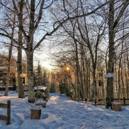 Sentiero innevato tra alberi spogli al tramonto.