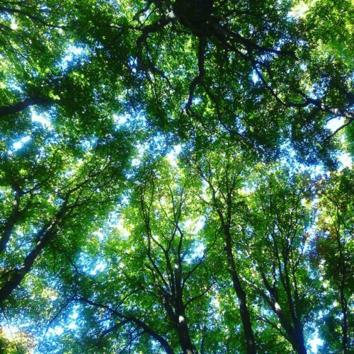 Chioma di alberi verdi vista dal basso.