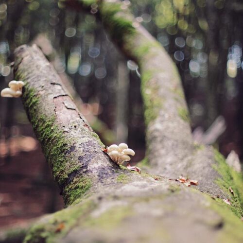 Ramo coperto di muschio con funghi nel bosco.