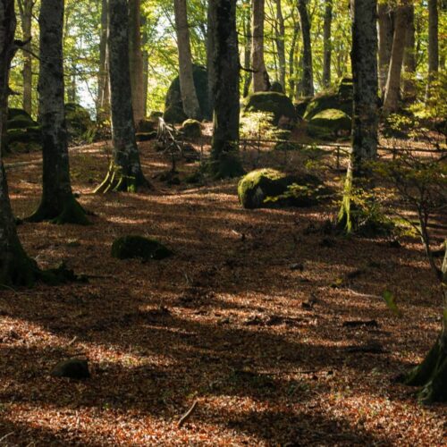 Bosco con alberi alti e foglie sul terreno.