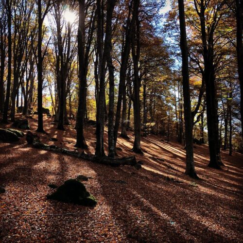 Bosco autunnale con foglie cadute e luce solare.