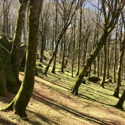 Bosco con alberi inclinati e massi coperti di muschio.