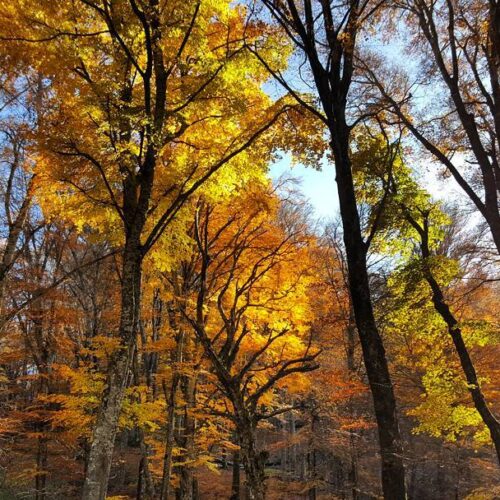 Alberi autunnali con foglie gialle e sole splendente.