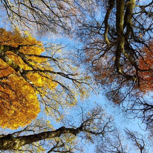 Alberi autunnali visti dal basso, cielo azzurro.