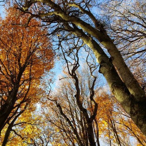 Alberi autunnali con foglie arancioni e cielo azzurro.
