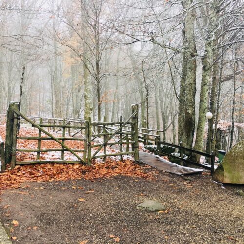 Sentiero nel bosco con foglie autunnali e neve.