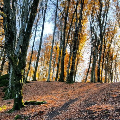 Bosco autunnale con alberi e foglie arancioni.
