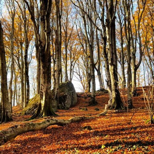 Bosco autunnale con alberi e foglie cadute.