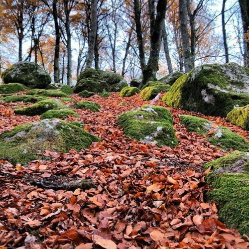 Rocce coperte di muschio in un bosco autunnale.