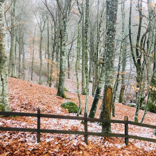 Bosco autunnale con foglie arancioni e leggera neve.