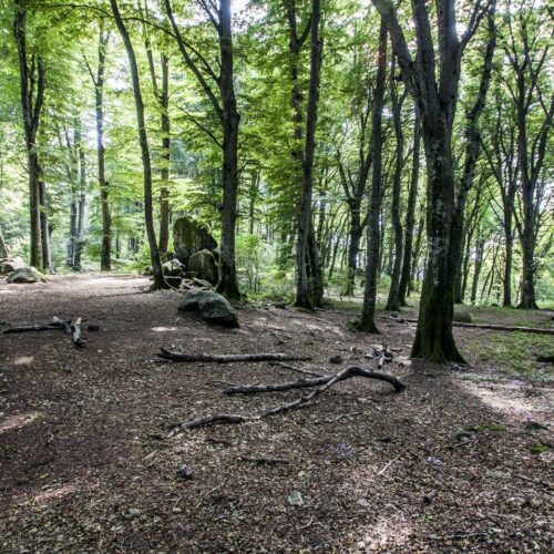 Bosco con alberi alti e terreno coperto di foglie.
