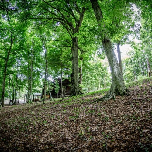 Foresta verde con una casa di legno tra gli alberi.